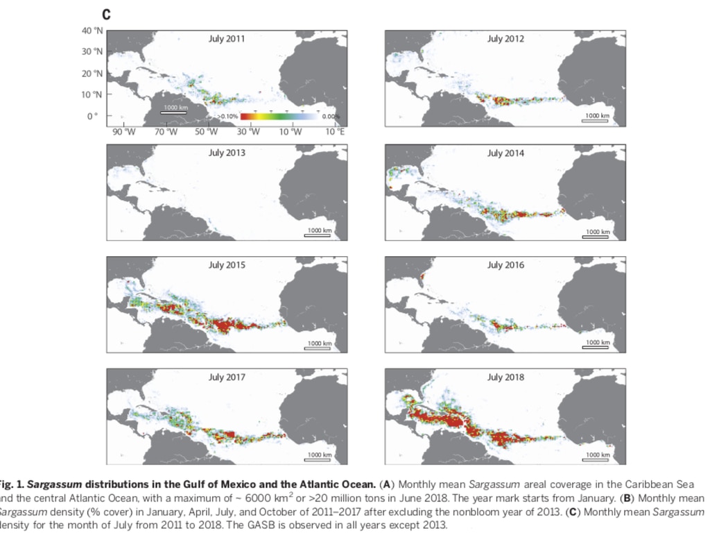 A 11 años de la primera ola de sargazo en el Caribe, ¿qué ha pasado?