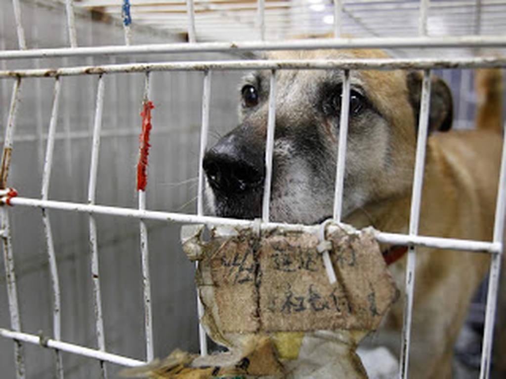Perros sufren trastorno de estrés postraumático después de los desastres en Fukushima