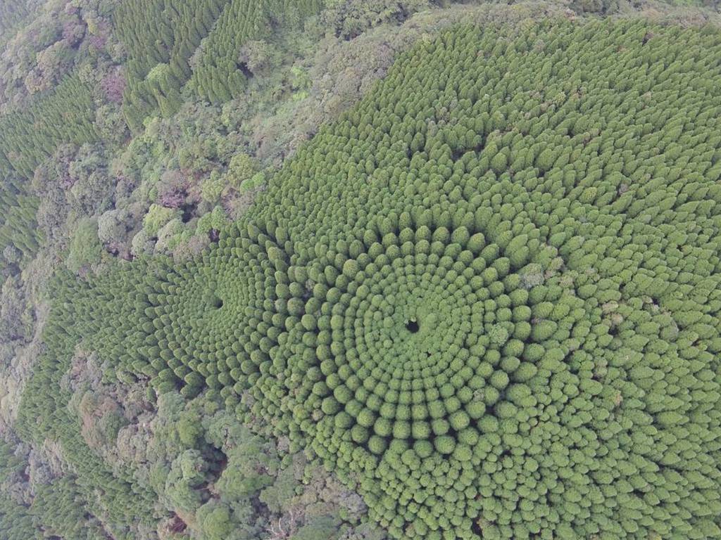 Los bosques circulares de Japón: 50 años después revelaron esta geometría orgánica