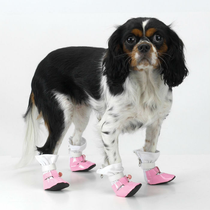 ¿Son estos los zapatos para perro más ridículos? (FOTOS)