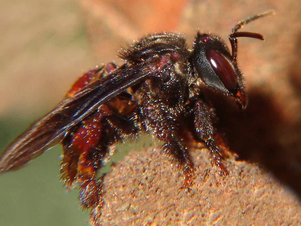 Abejas buitre: las abejas que cambian el polen por la carne de animales