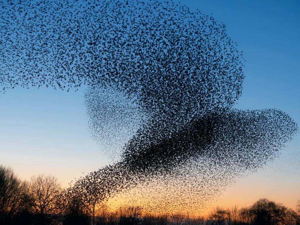 Miles de aves coordinan su vuelo para crear un pájaro gigante