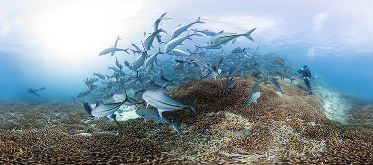 Espectaculares fotos de arrecifes de coral muestran cómo están siendo destruidos