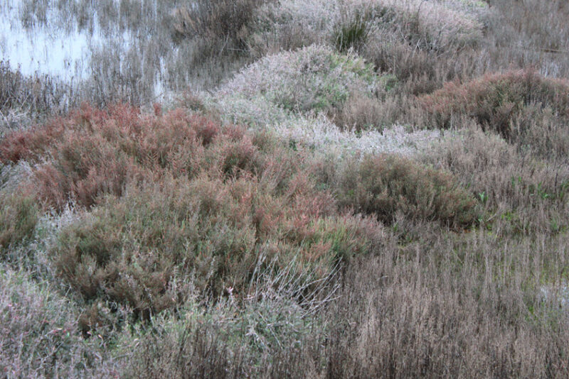 Las halófitas o plantas de sal podrían ser la solución para el cambio ...