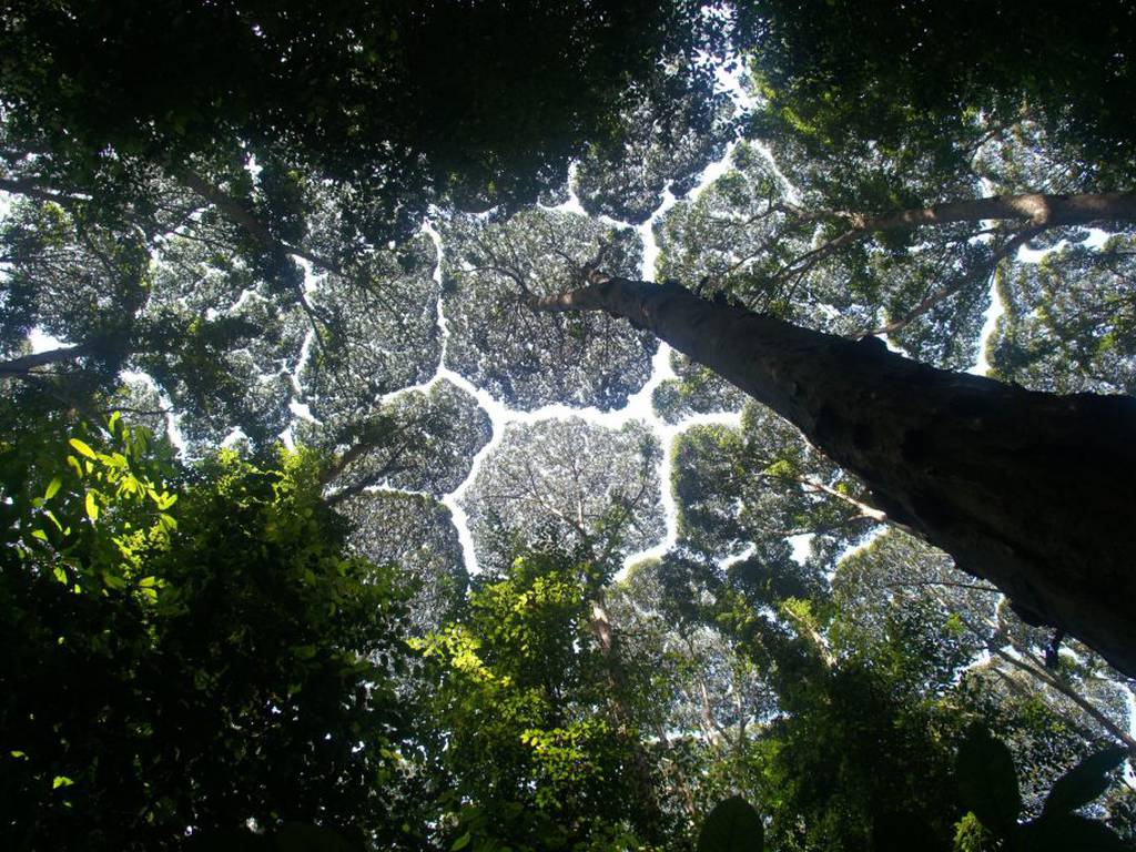 La timidez también existe entre árboles, el increíble fenómeno botánico
