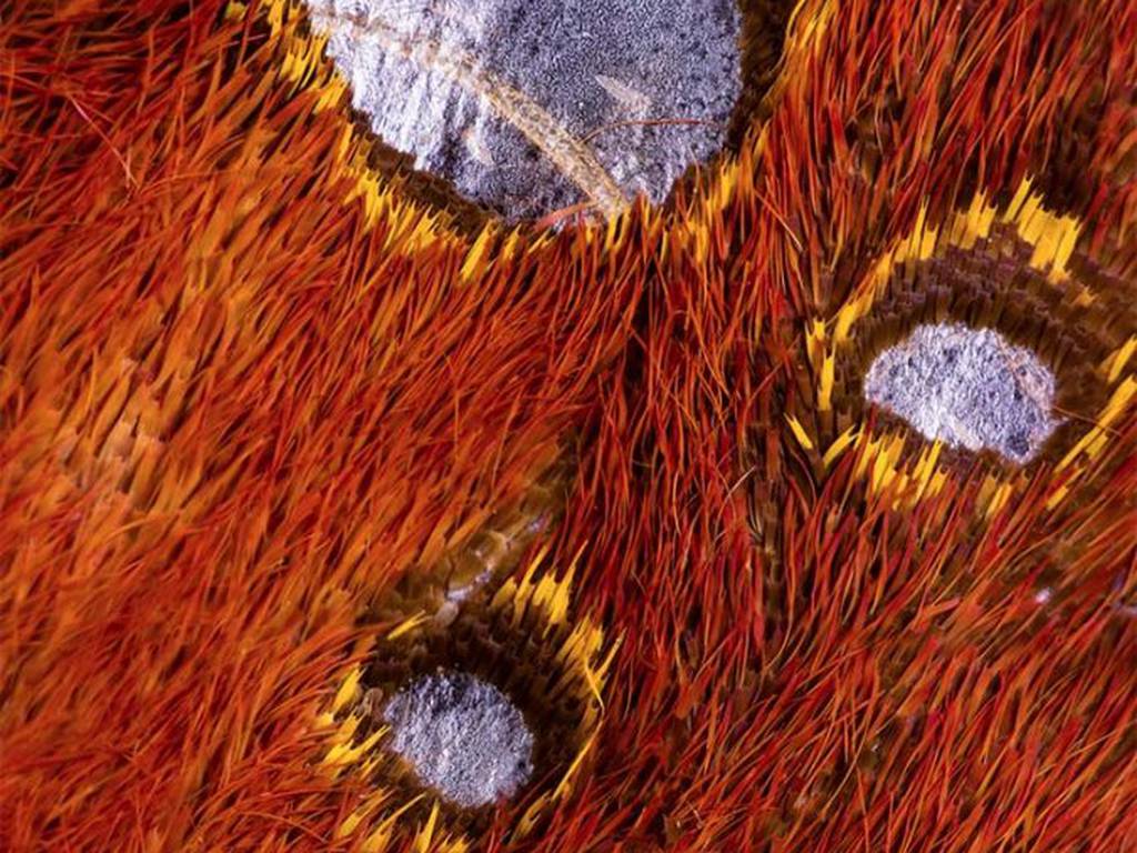 Fotografía microscópica: las texturas de terciopelo en las alas de las mariposas