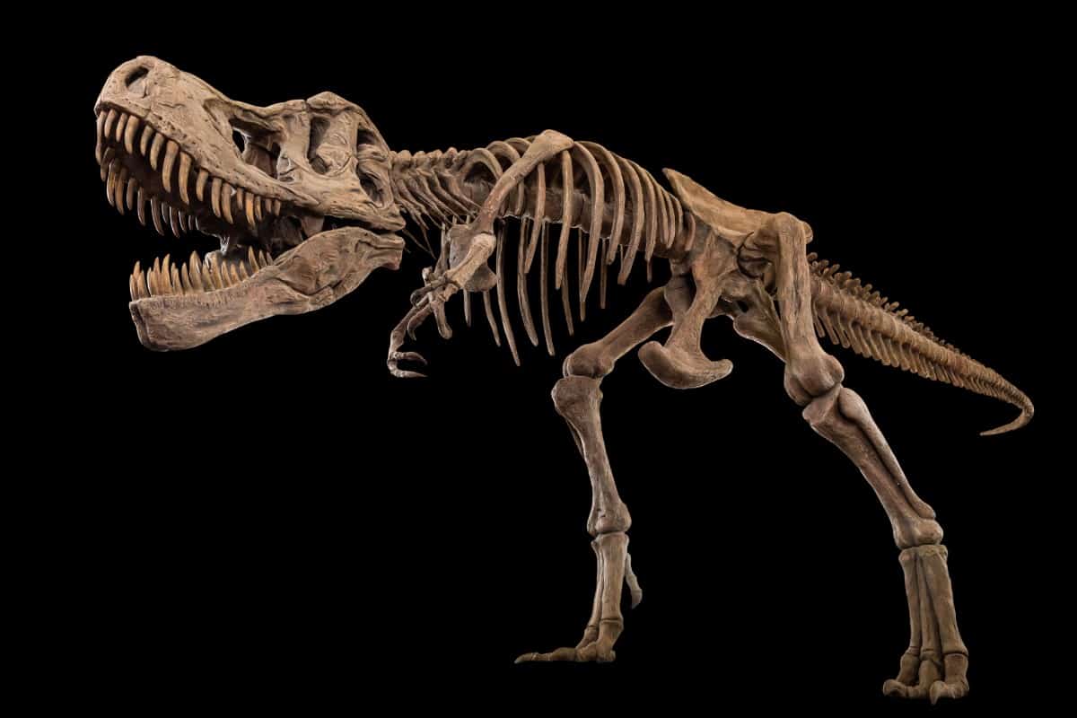 El indómito T. Rex pudo haber sido más grande de lo que se pensaba
