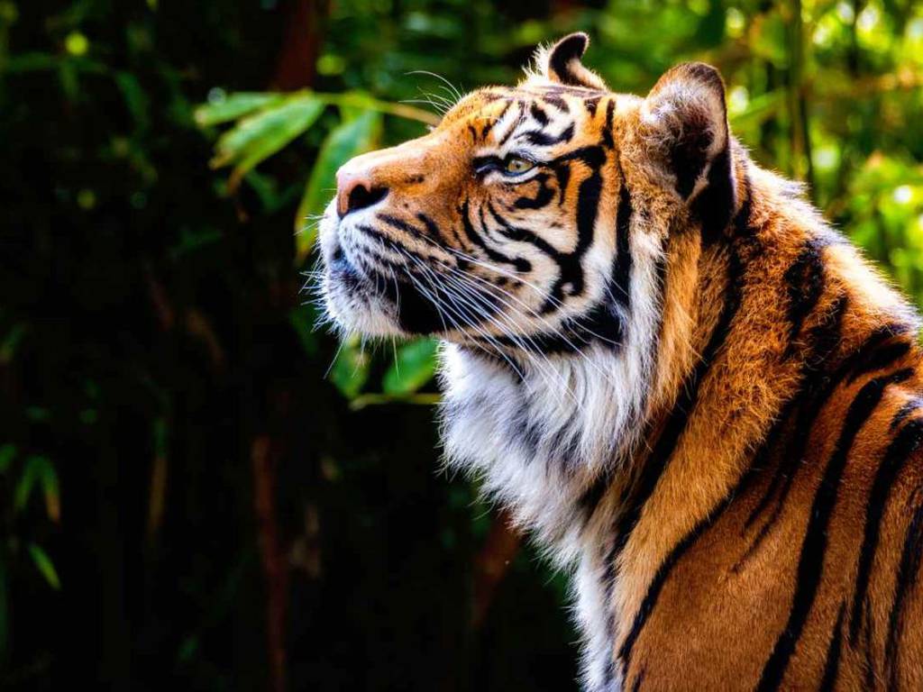 Los tigres activan sus ojos falsos para protegerse