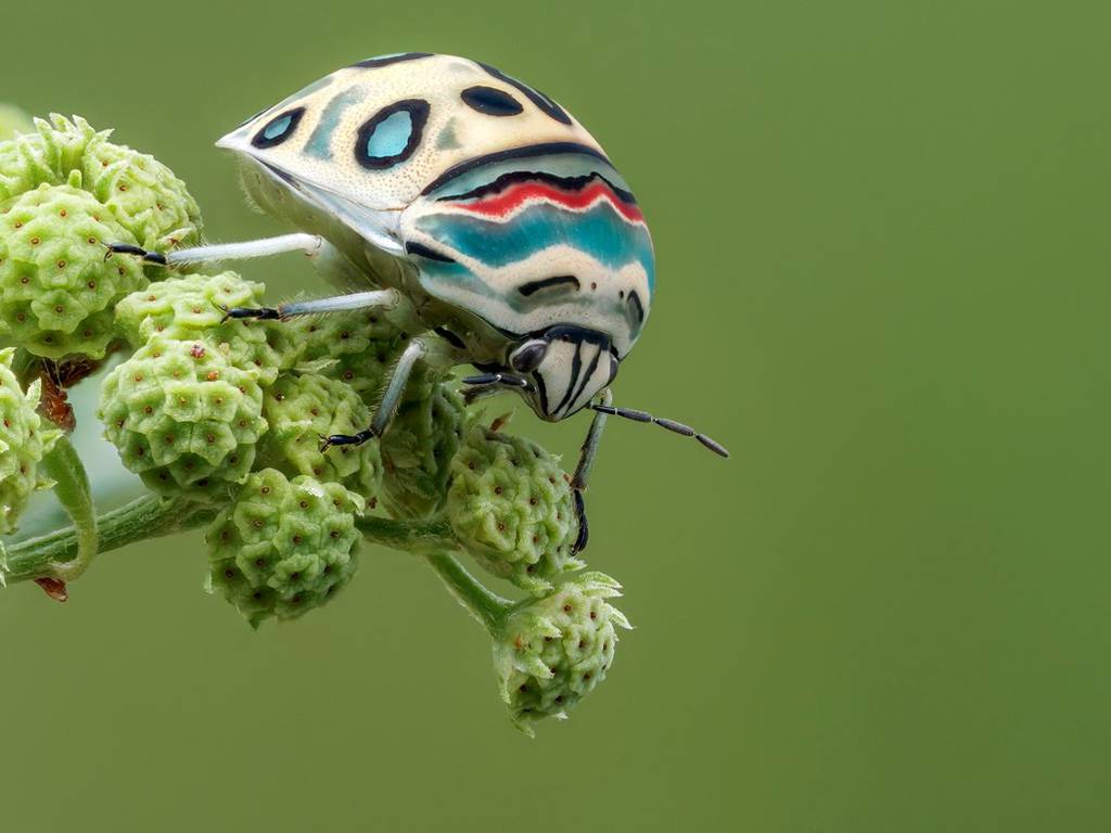 Insecto Picasso, una obra de arte natural