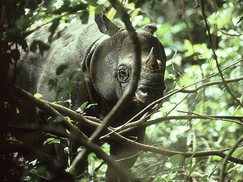 El rinoceronte de Java está a punto de desaparecer