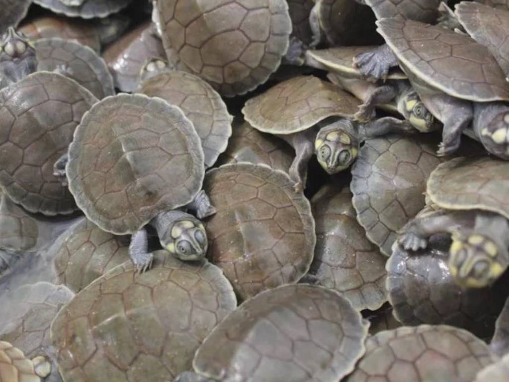 90,000 tortugas nacen en una playa de Brasil en un raro evento natural 🎥
