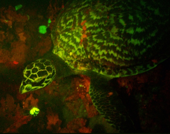 Encuentran a la primera tortuga luminosa del mundo (VIDEO)