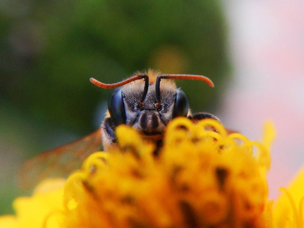 Estos son los 13 tipos de abejas que hemos visto en el planeta