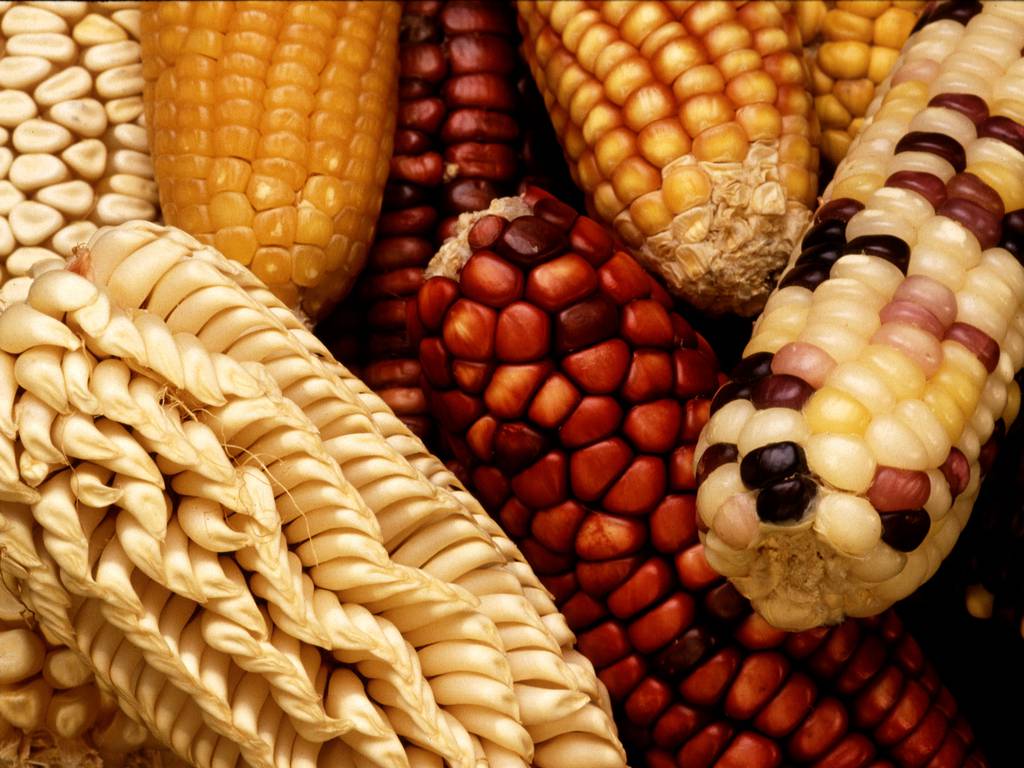Descubre cómo apoyar la suspensión definitiva de la siembra del maíz transgénico en México