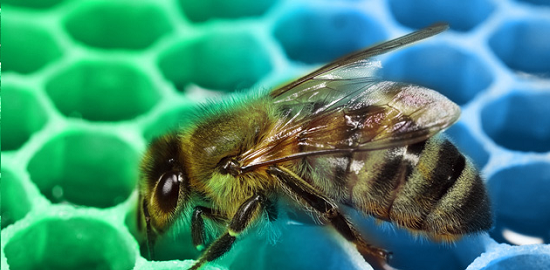 Abejas En Francia Producen Miel Azul Y Verde, Probablemente Contaminada