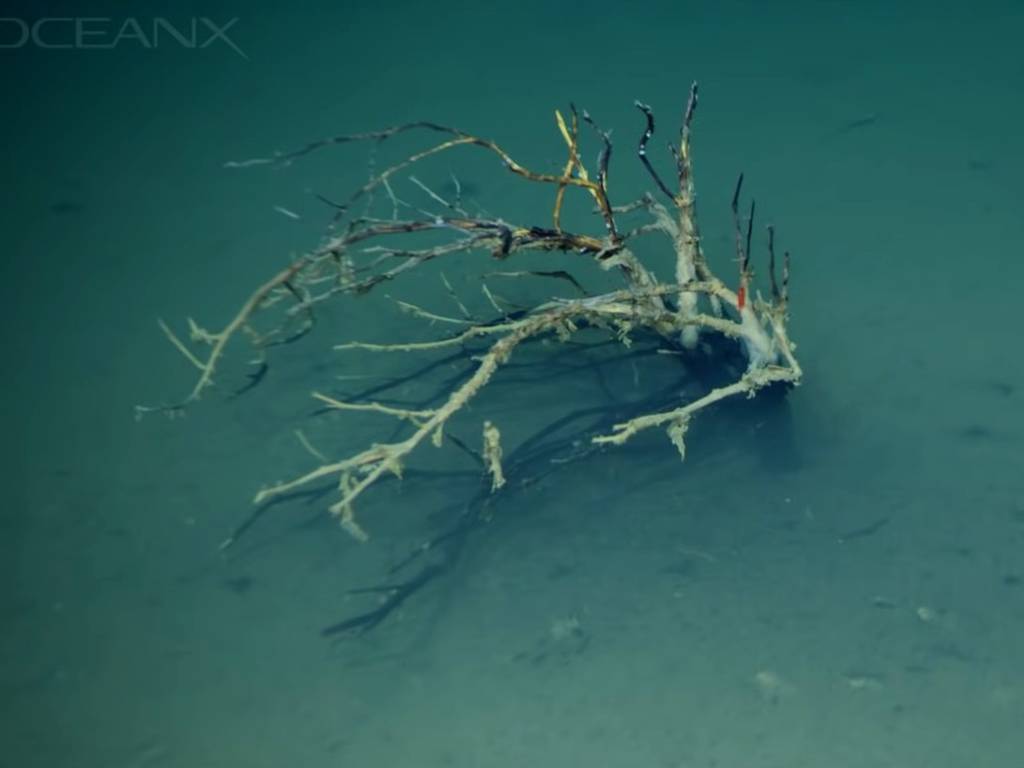 Descubren lagos submarinos en las profundidades del Mar Rojo (video)