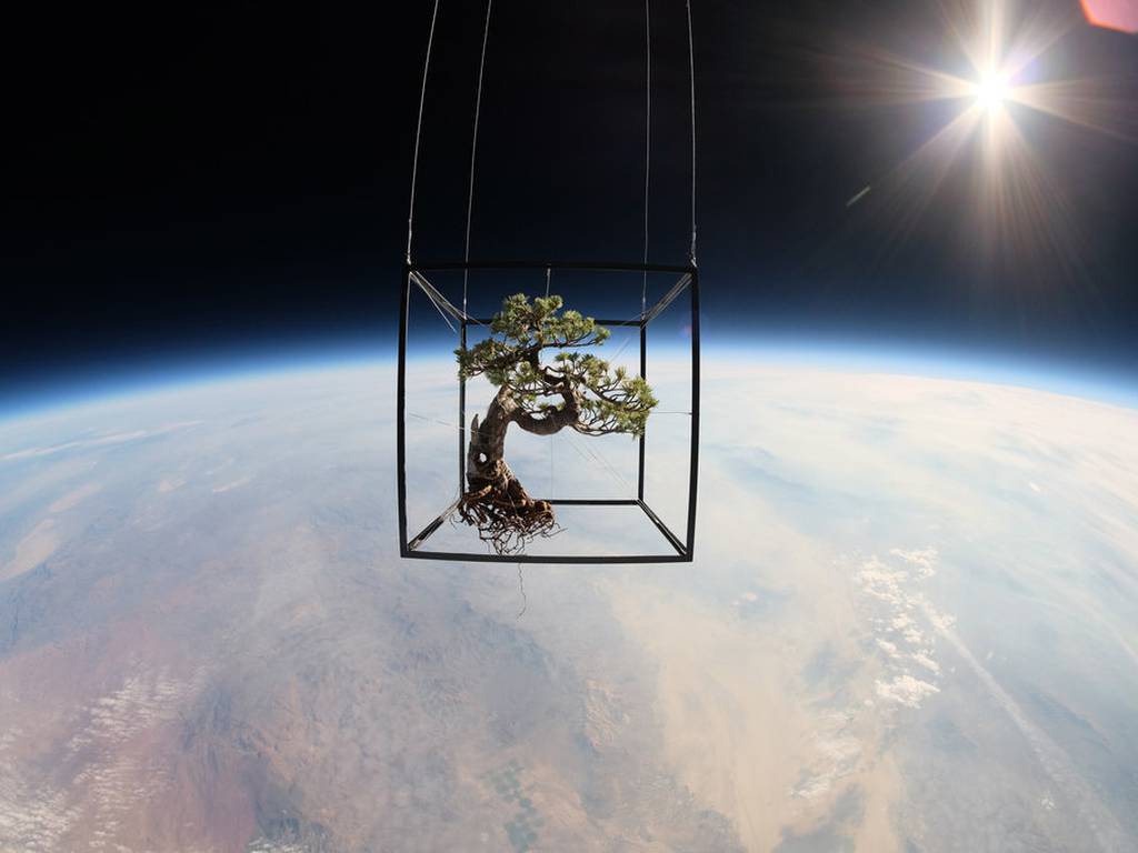 Exo-botánica: artista japonés instala flores en el espacio exterior