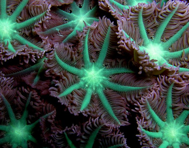 ¿Qué son los destellos que surgen de los arrecifes de coral?
