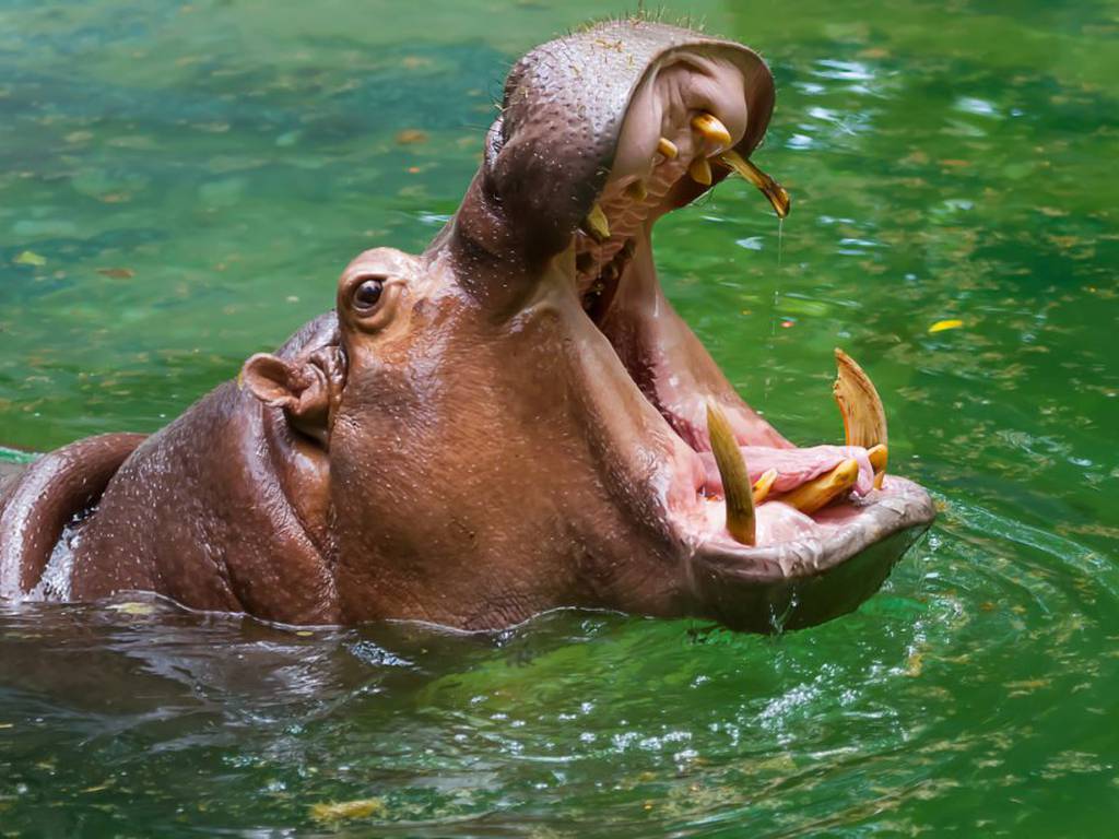 Por estar en un ecosistema ajeno, Colombia busca sacrificar hipopótamos