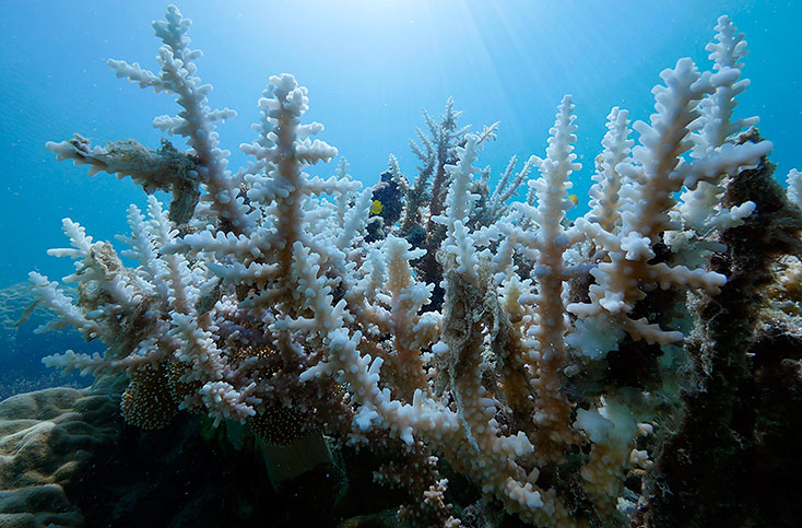 El Niño provoca blanqueamiento de la Barrera de coral australiana