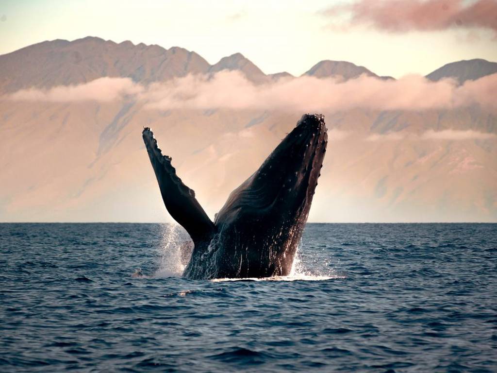Las ballenas jorobadas intercambian su melodioso canto entre poblaciones