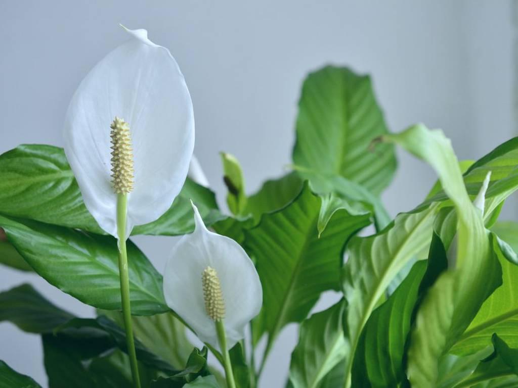 Plantas de interior que soportan poca luz (para crear un paraíso botánico)
