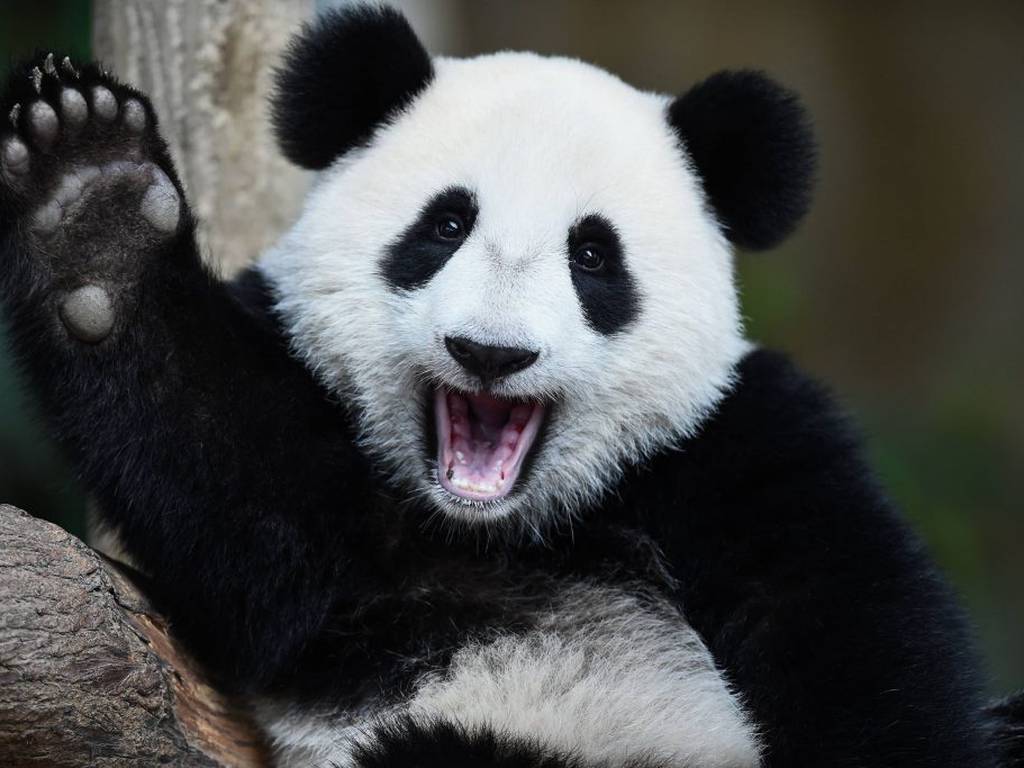 El oso panda sale de la lista de especies en peligro de extinción