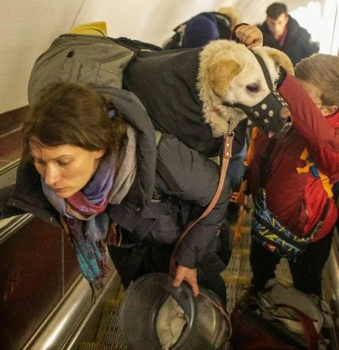 Ucranianos Van Con Sus Animales De Compañía Hasta El Fin