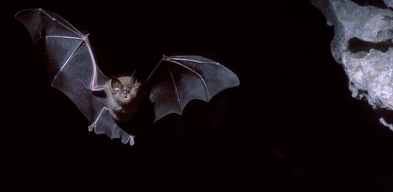 ¿los Murciélagos Tienen Fobia A La Luz De La Luna?