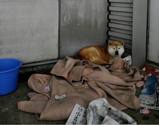 Perros Sufren Trastorno De Estrés Postraumático Después De Los Desastres En Fukushima