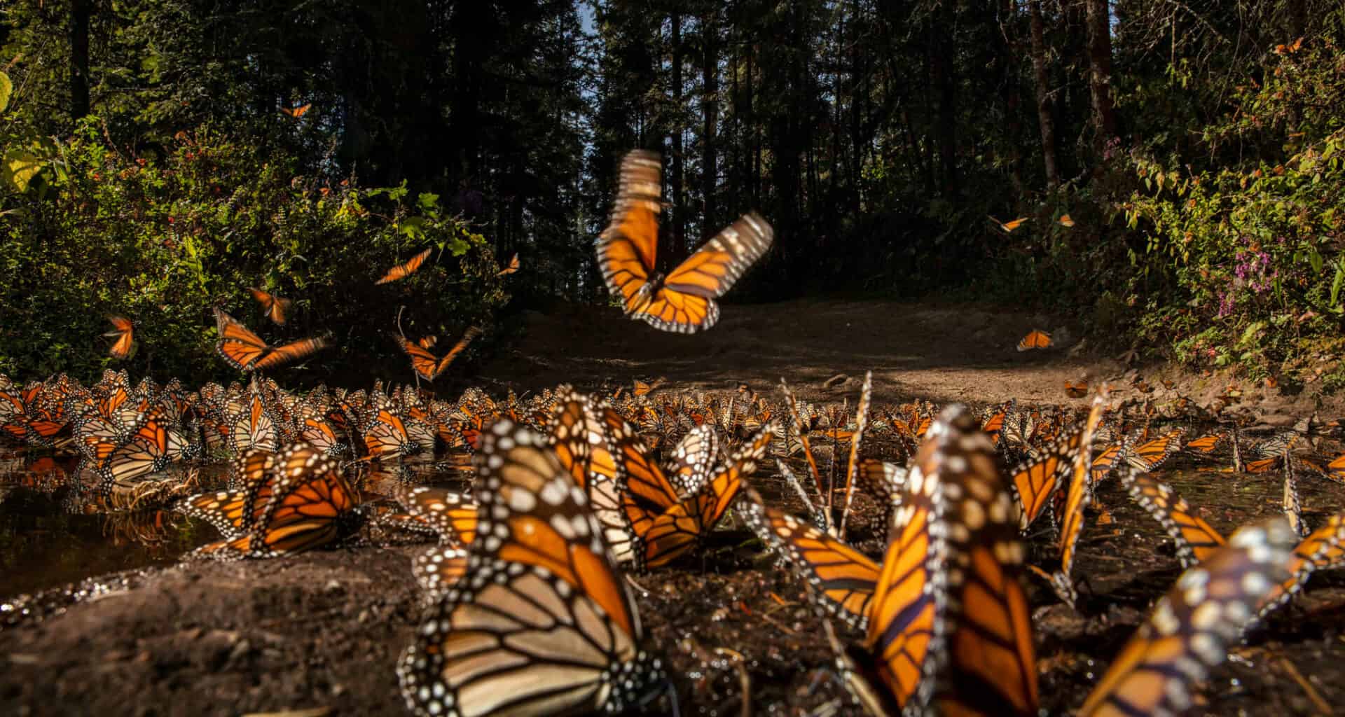 Aumenta 35% La Presencia De Mariposas Monarca En México