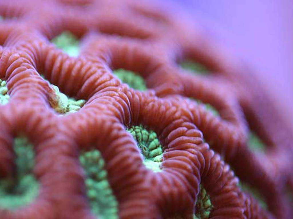 Corales: caleidoscopios naturales (FOTOS)