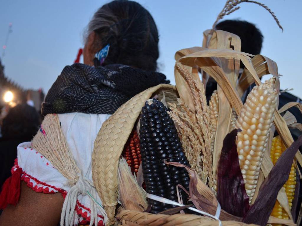 México mantiene prohibición contra maíz transgénico (Monsanto no sembrará en sus tierras)
