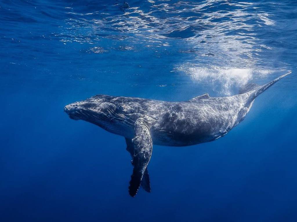 Las ballenas ayudan a enfriar la Tierra a través de su cuerpo
