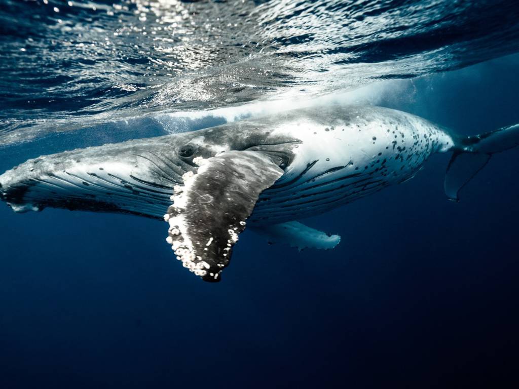 La ballena jorobada sale de la lista de especies en extinción (nadará libremente)