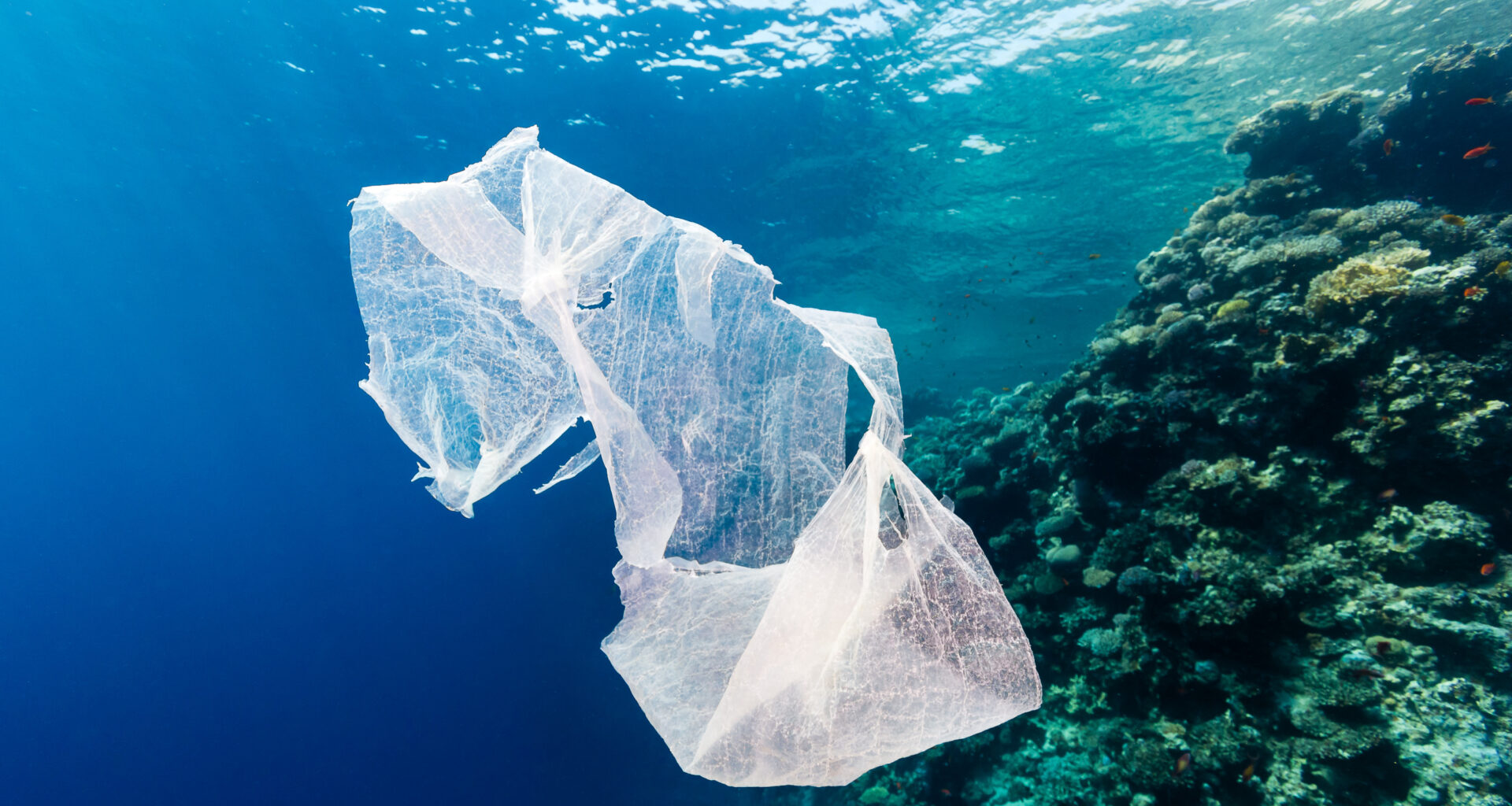 Para El 2050, Habrá Más Plástico Que Peces En El Océano