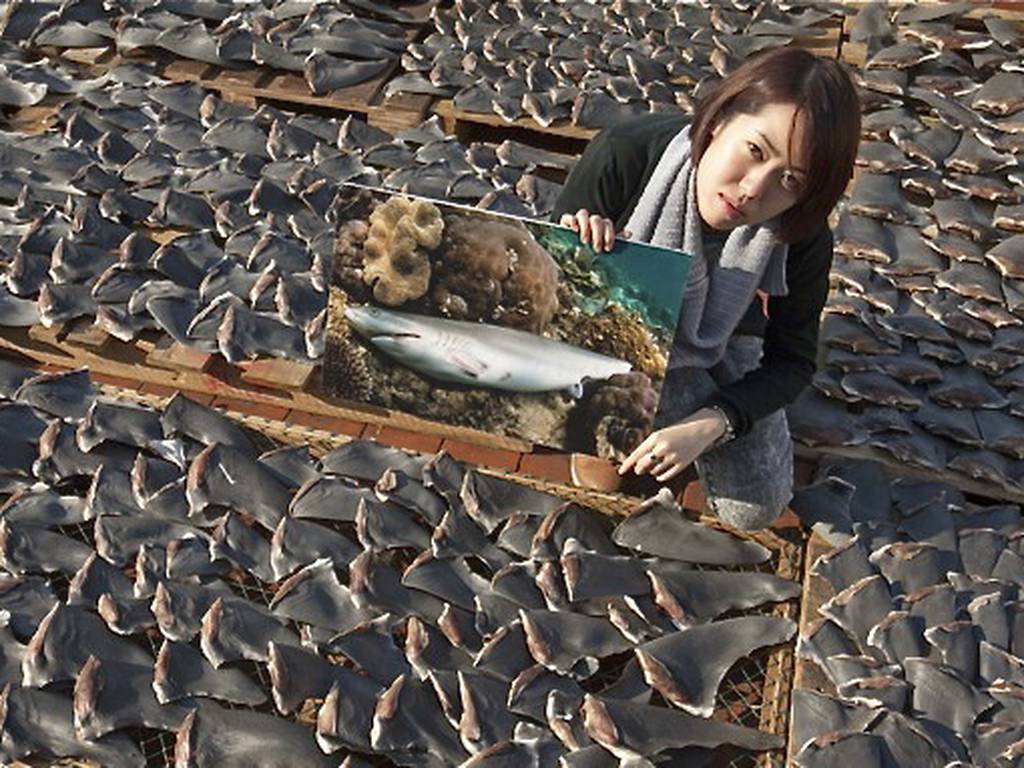 La Unión Europea prohíbe la mutilación de aleta de tiburón