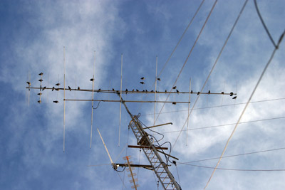 Millones De Aves Mueren En Las Antenas De Telecomunicaciones Cada Año