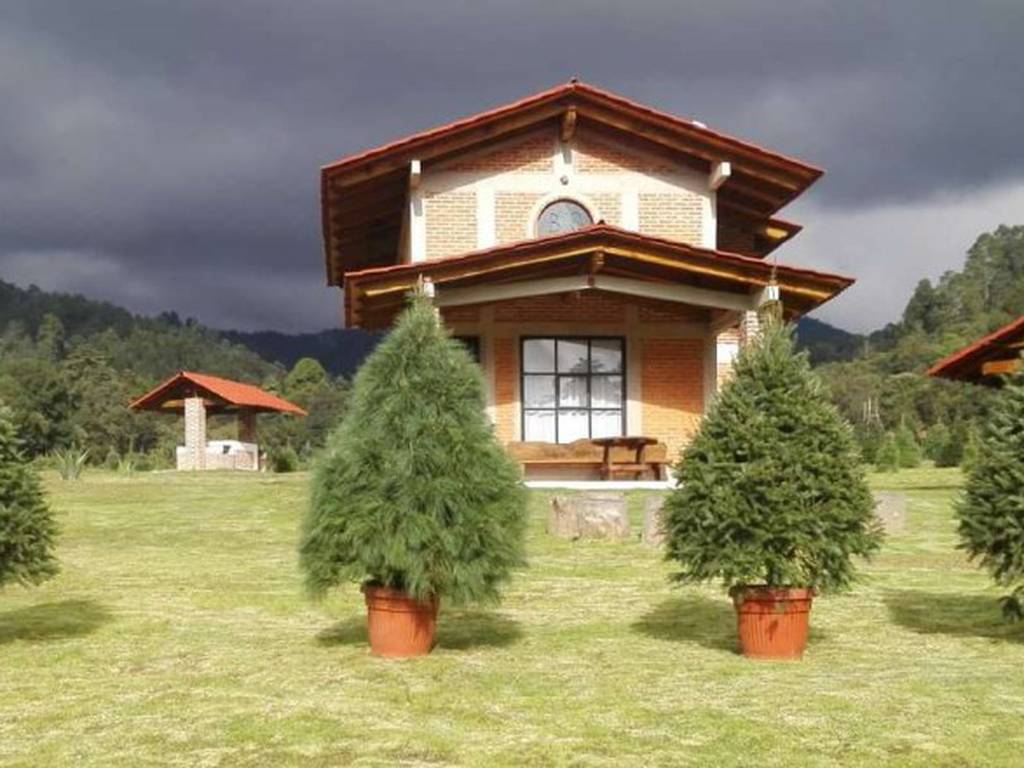 6 lugares para comprar árboles de Navidad naturales y sustentables (CDMX y alrededores)