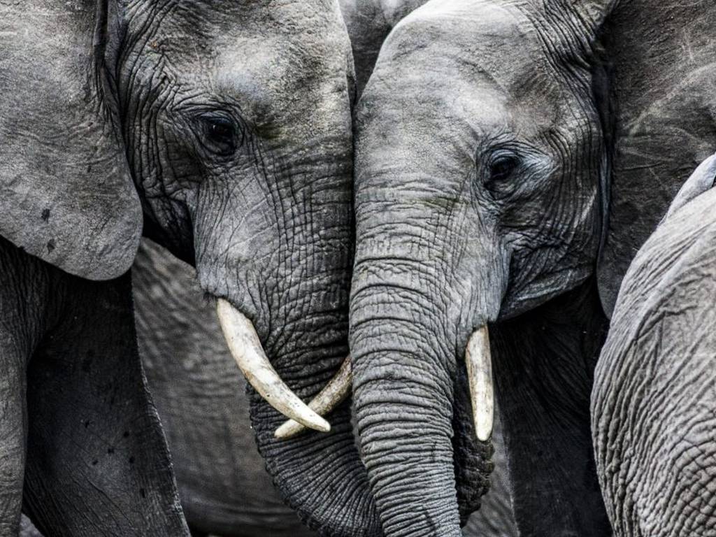 Zimbabue venderá derechos de caza para elefantes en peligro de extinción