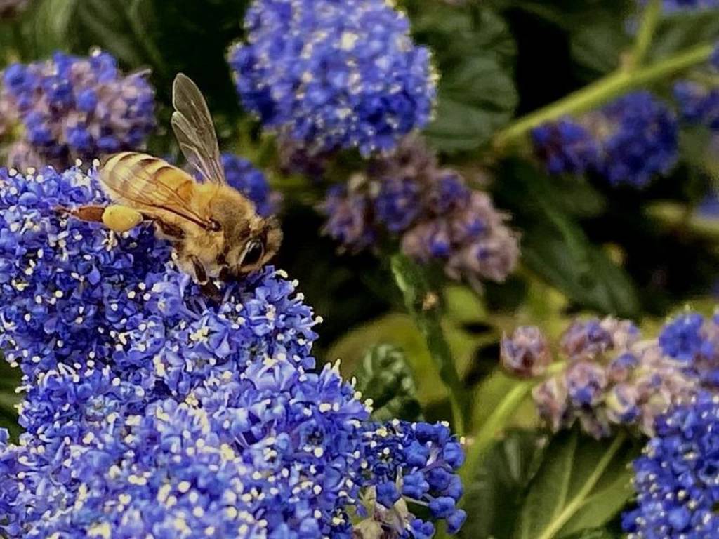 Las abejas memorizan la ubicación de las flores más gratificantes