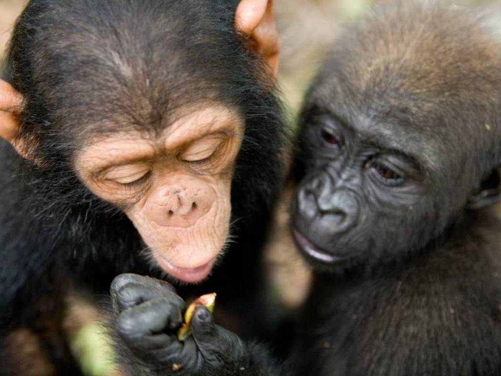 Una gentil amistad creció entre un bebé chimpancé y un pequeño gorila