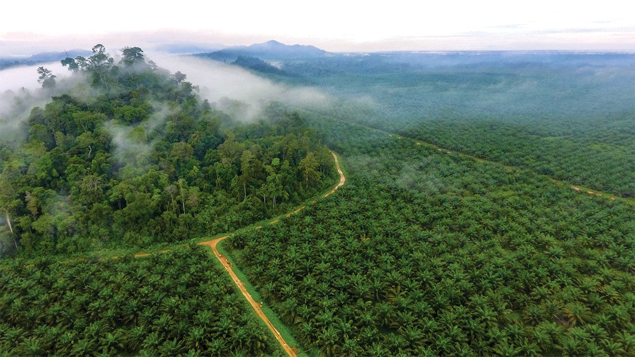 Aceite De Palma Acaba Con La Mitad Del Bosque De Borneo (y Sus Orangutanes)