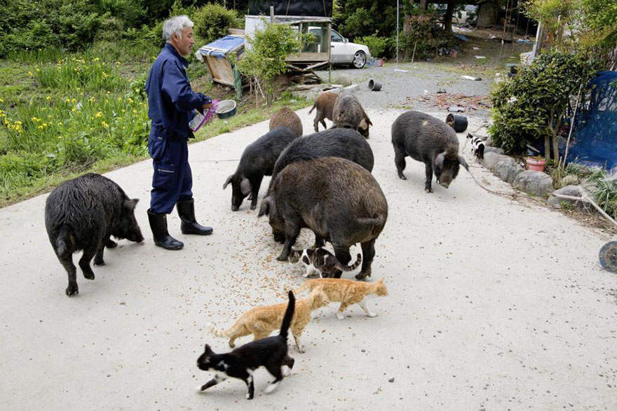 La historia del hombre que desafía la radiación en Fukushima y alimenta a los animales abandonados