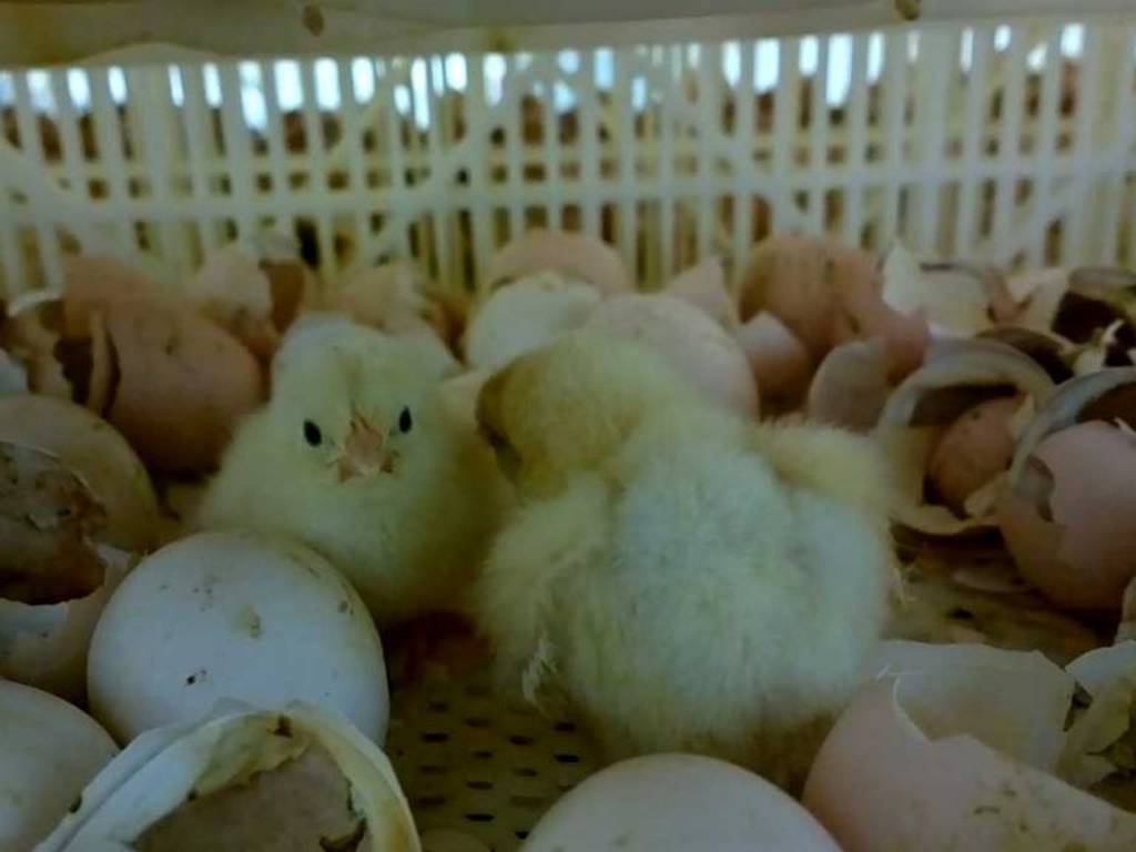 Francia prohibe el sacrificio de polluelos en la industria del huevo