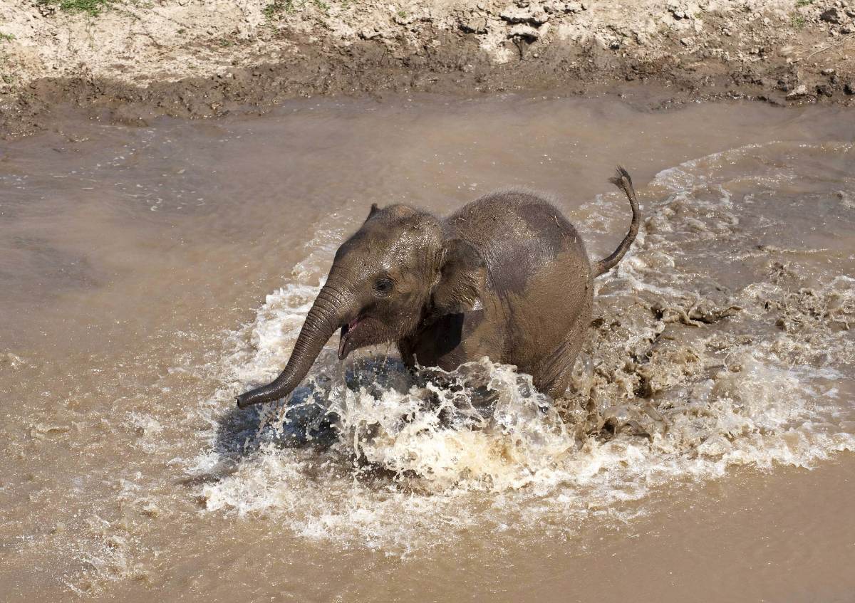 Elefante Bebé Rescatado Toma Su Primer Baño Y Desborda Ternura (video)