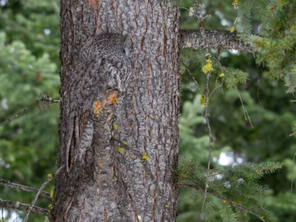El fascinante camuflaje de un Búho escondido en la corteza de árbol