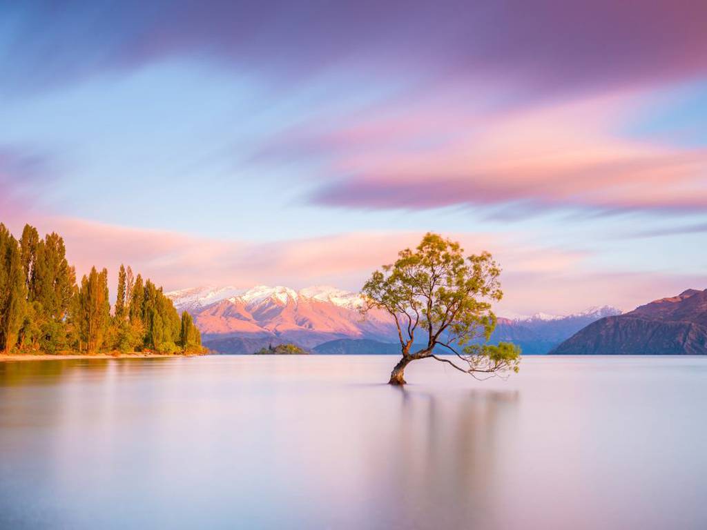 Destruyen el árbol más icónico de Nueva Zelanda (con una motosierra)