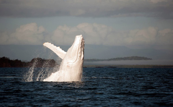 La imponente belleza de esta ballena albina