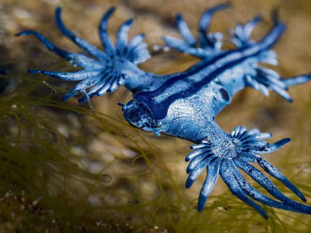 Dragón azul: el radiante rey del camuflaje marino